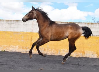 PRE, Semental, 2 años, 153 cm, Bayo