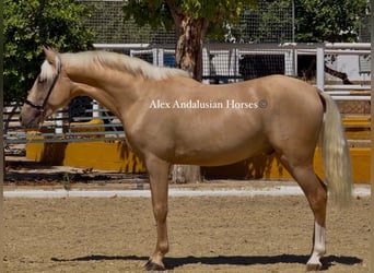 PRE Mestizo, Semental, 2 años, 153 cm, Palomino