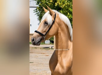 PRE Mestizo, Semental, 2 años, 153 cm, Palomino