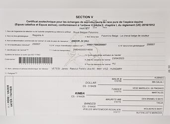 PRE Mestizo, Semental, 2 años, 153 cm, Perlino
