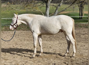 PRE Mestizo, Semental, 2 años, 153 cm, Perlino