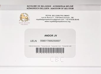 PRE Mestizo, Semental, 2 años, 153 cm, Perlino