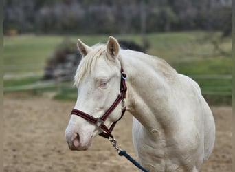 PRE Mestizo, Semental, 2 años, 153 cm, Perlino
