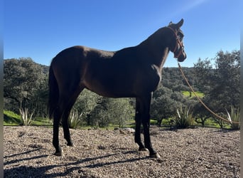 PRE, Semental, 2 años, 155 cm, Negro