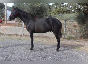 PRE, Semental, 2 años, 155 cm, Negro