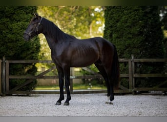 PRE Mestizo, Semental, 2 años, 155 cm, Negro