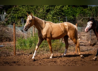 PRE, Semental, 2 años, 155 cm, Palomino