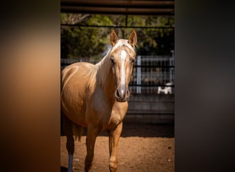 PRE, Semental, 2 años, 155 cm, Palomino