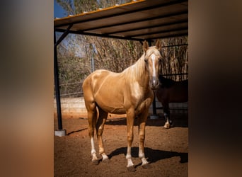 PRE, Semental, 2 años, 155 cm, Palomino