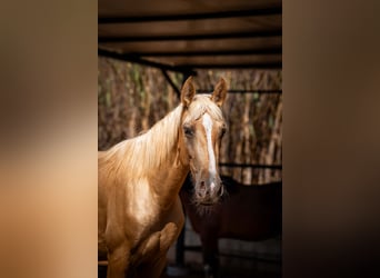 PRE, Semental, 2 años, 155 cm, Palomino