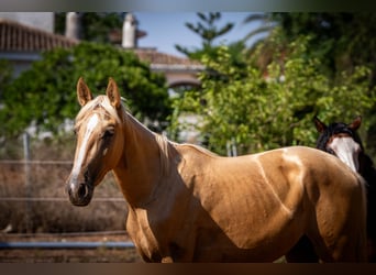 PRE, Semental, 2 años, 155 cm, Palomino