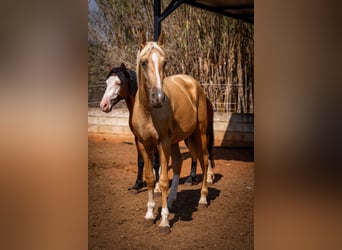 PRE, Semental, 2 años, 155 cm, Palomino