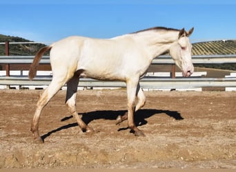 PRE, Semental, 2 años, 155 cm, Perla