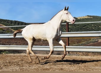PRE, Semental, 2 años, 155 cm, Perla