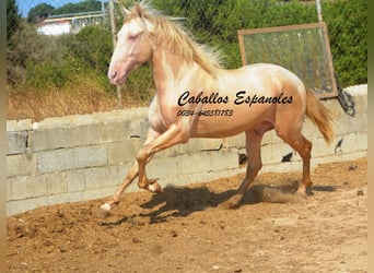 PRE Mestizo, Semental, 2 años, 155 cm, Perlino