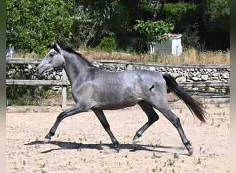 PRE Mestizo, Semental, 2 años, 155 cm, Tordo