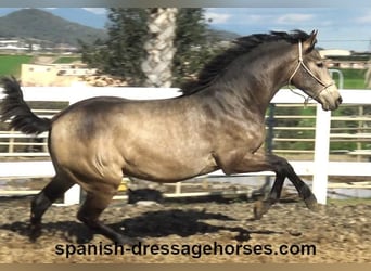 PRE, Semental, 2 años, 156 cm, Buckskin/Bayo