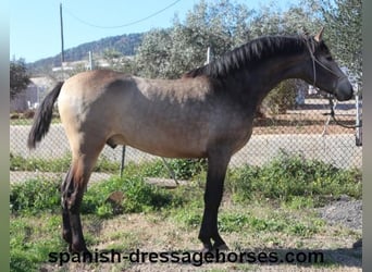 PRE, Semental, 2 años, 156 cm, Buckskin/Bayo