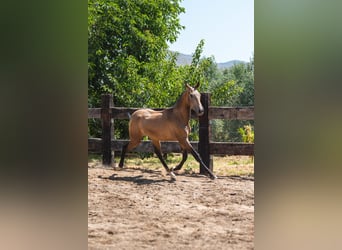 PRE, Semental, 2 años, 156 cm, Buckskin/Bayo