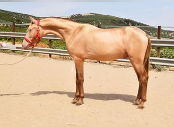 PRE, Semental, 2 años, 156 cm, Perla