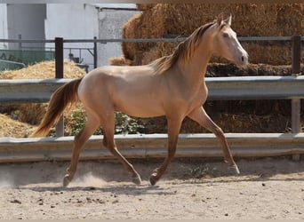 PRE, Semental, 2 años, 156 cm, Perla