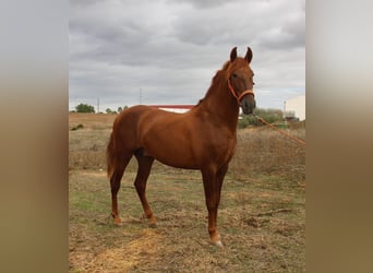 PRE Mestizo, Semental, 2 años, 157 cm, Alazán