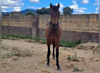 PRE, Semental, 2 años, 157 cm, Castaño
