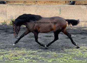 PRE Mestizo, Semental, 2 años, 157 cm, Castaño oscuro