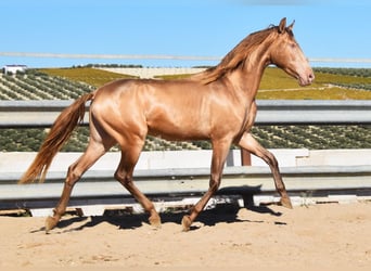 PRE, Semental, 2 años, 157 cm, Perla