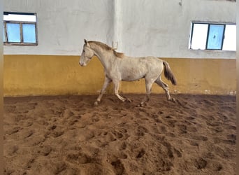 PRE Mestizo, Semental, 2 años, 157 cm, Perlino