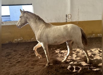 PRE Mestizo, Semental, 2 años, 157 cm, Perlino