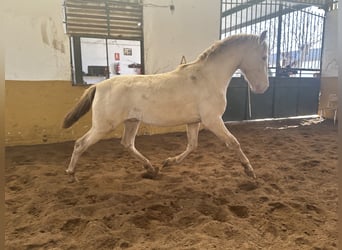 PRE Mestizo, Semental, 2 años, 157 cm, Perlino