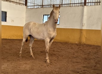 PRE Mestizo, Semental, 2 años, 157 cm, Perlino