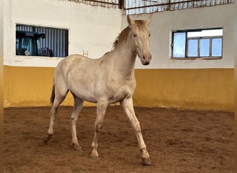 PRE Mestizo, Semental, 2 años, 157 cm, Perlino