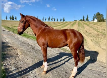 PRE, Semental, 2 años, 158 cm, Alazán
