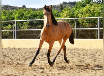PRE, Semental, 2 años, 158 cm, Bayo