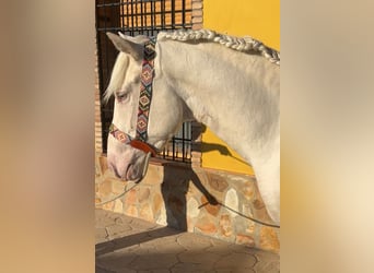 PRE Mestizo, Semental, 2 años, 158 cm, Cremello