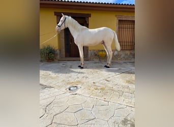 PRE Mestizo, Semental, 2 años, 158 cm, Cremello