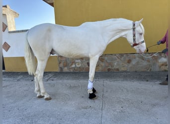 PRE Mestizo, Semental, 2 años, 158 cm, Cremello