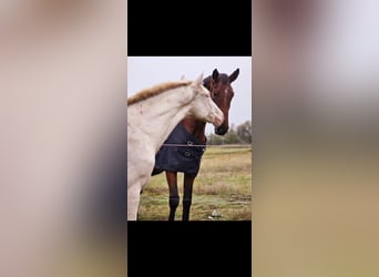 PRE Mestizo, Semental, 2 años, 158 cm, Cremello