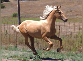 PRE Mestizo, Semental, 2 años, 158 cm, Palomino