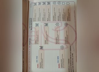 PRE, Semental, 2 años, 158 cm, Tordo