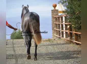 PRE, Semental, 2 años, 158 cm, Tordo rodado