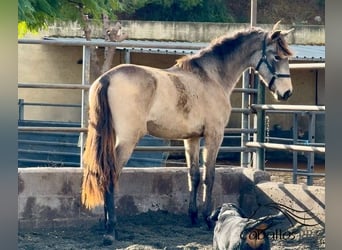 PRE Mestizo, Semental, 2 años, 159 cm, Buckskin/Bayo