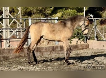 PRE Mestizo, Semental, 2 años, 159 cm, Buckskin/Bayo