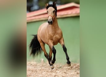 PRE Mestizo, Semental, 2 años, 159 cm, Buckskin/Bayo