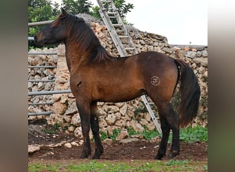 PRE Mestizo, Semental, 2 años, 159 cm, Castaño