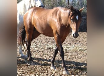 PRE, Semental, 2 años, 159 cm, Castaño