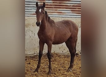 PRE, Semental, 2 años, 159 cm, Castaño