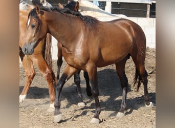 PRE, Semental, 2 años, 159 cm, Castaño